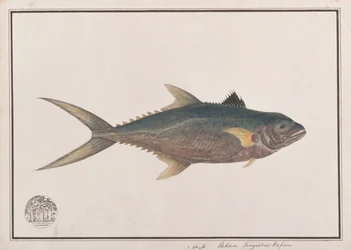 Thazard indo-pacifique, de dessins de poissons de Malacca, c.1805-18